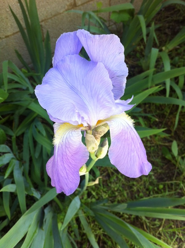purple-iris-mothers-day-bethany-suckrow